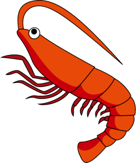 shrimp_a02.png